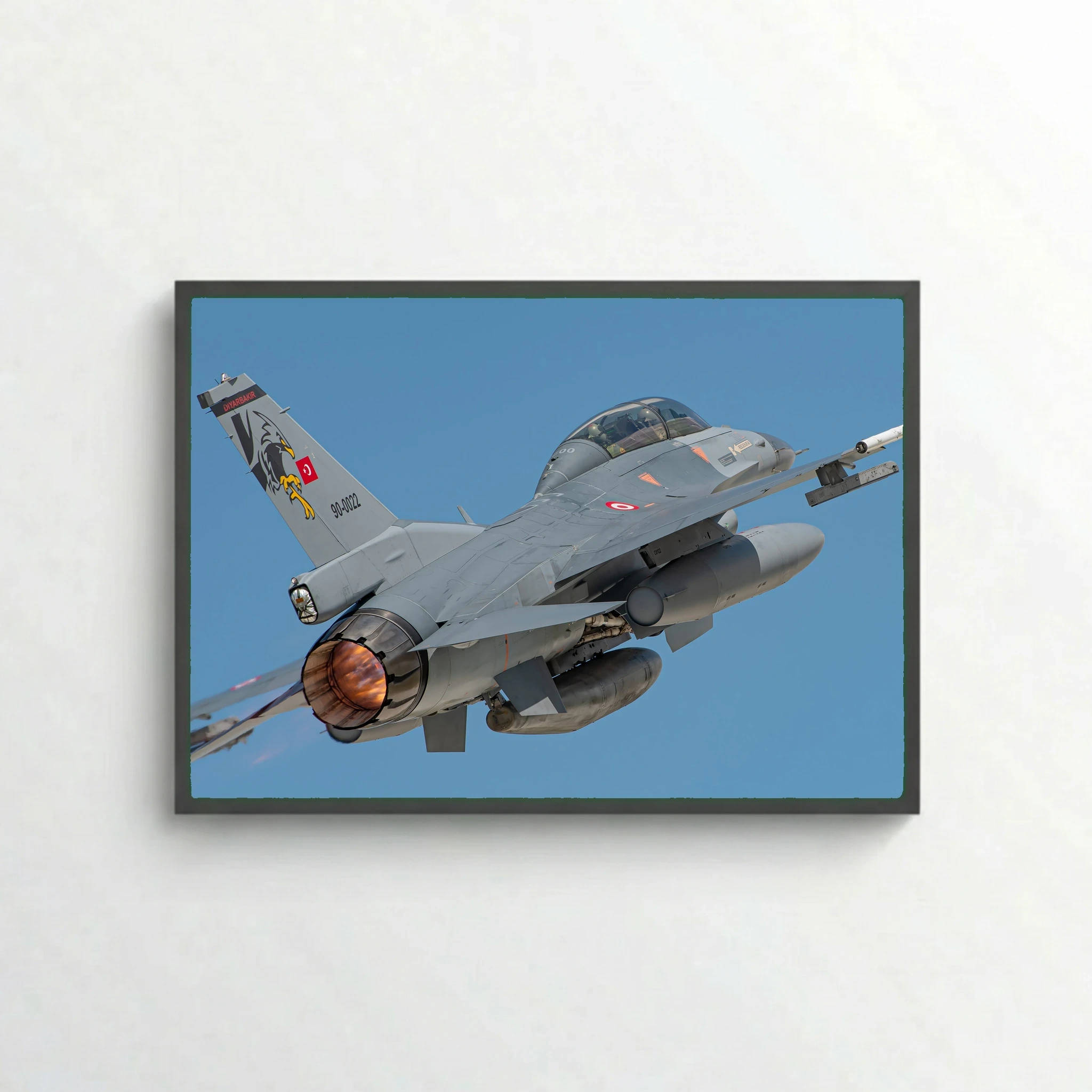 Turkish Falcon